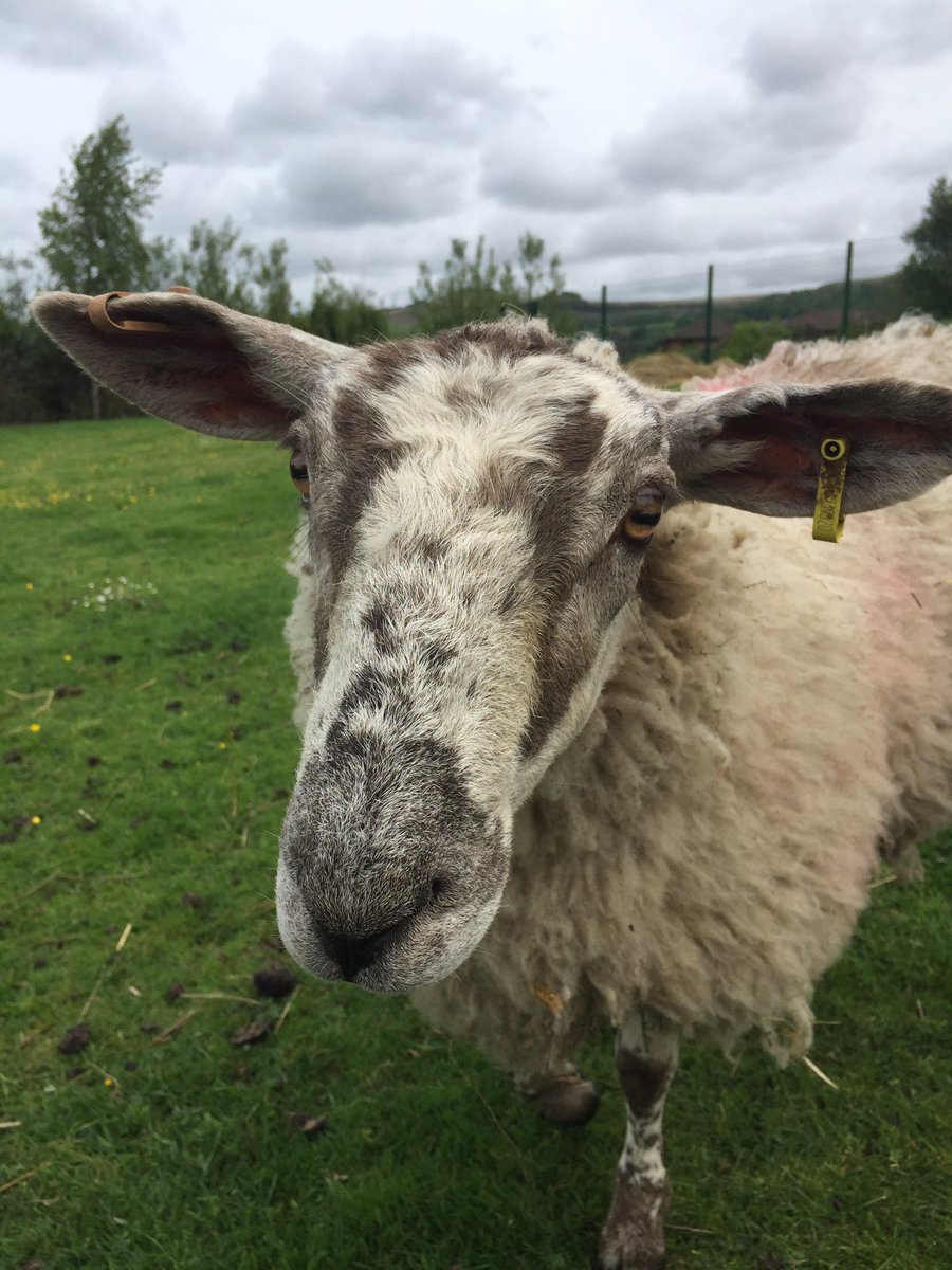 Livvi_Fay's tweet photo. Lovely day to be on the farm #farmlife #schoolfarm #LPTF @bolton_pru @LeverParkSchool https://t.co/E4KrS7599Q