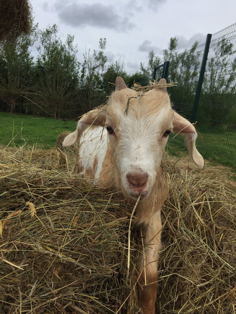 Livvi_Fay's tweet photo. Lovely day to be on the farm #farmlife #schoolfarm #LPTF @bolton_pru @LeverParkSchool https://t.co/E4KrS7599Q