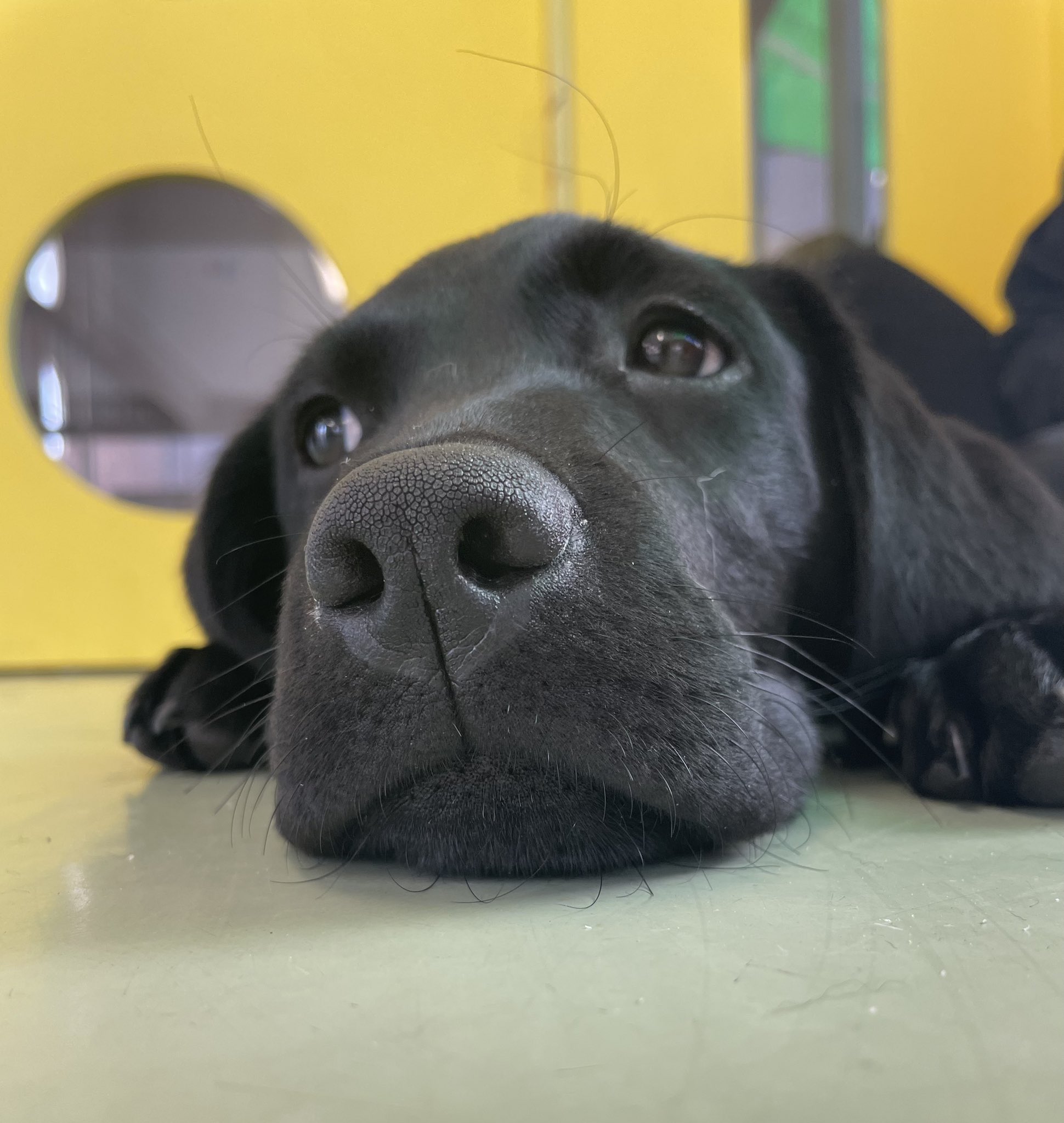 ブレーメン動物専門学校 ブレーメンのトレーニング実習では パピートレーニングも 行っています 大事な時期だからこそ 学生と共にお勉強 ブレーメン トレーニング パピートレーニング T Co wpslmfar Twitter