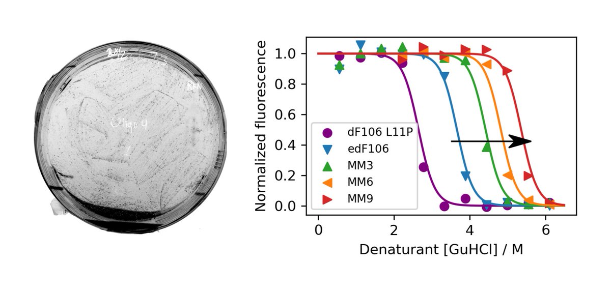 RasmusNorrild's tweet photo. I am happy to share our story from my Master's with @kristofferenoee. We devised a cheap and accessible route to protein stabilization by modelling high-throughput screening data, which increased stability of a model protein by almost 50% in a single step. https://t.co/qMByeZHYfp https://t.co/fMeT1ncvdI