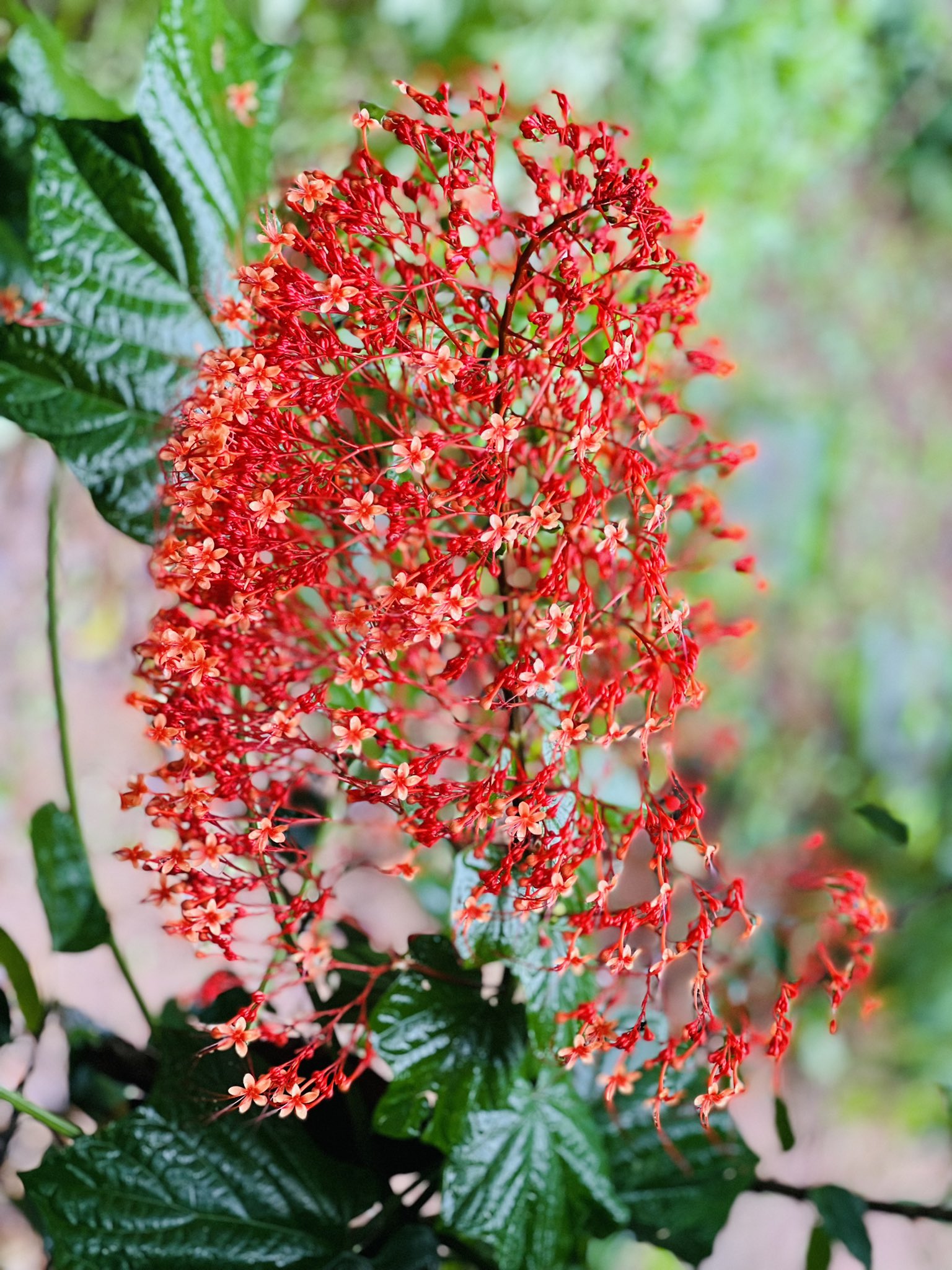 Pagoda flower online