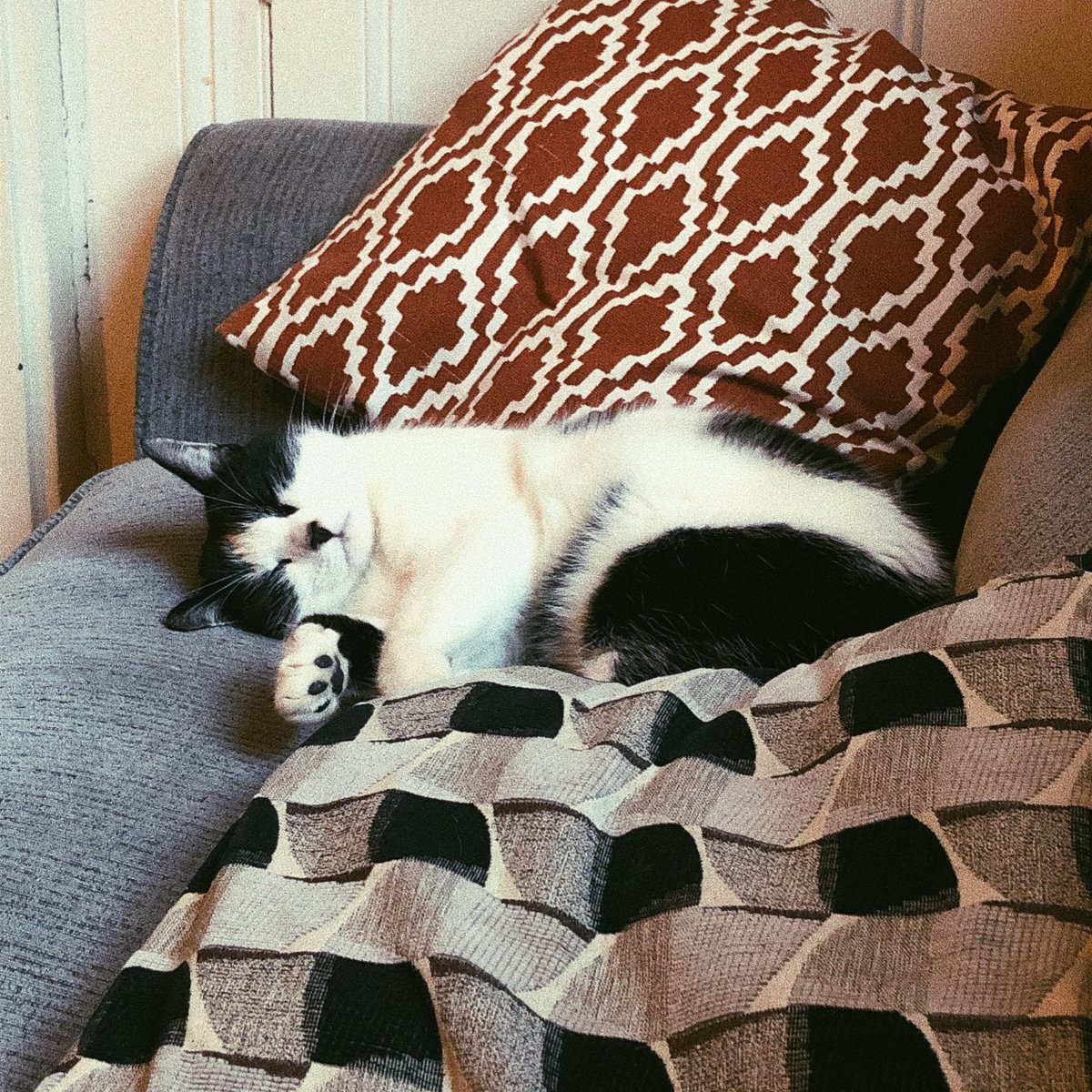 a lovely boi