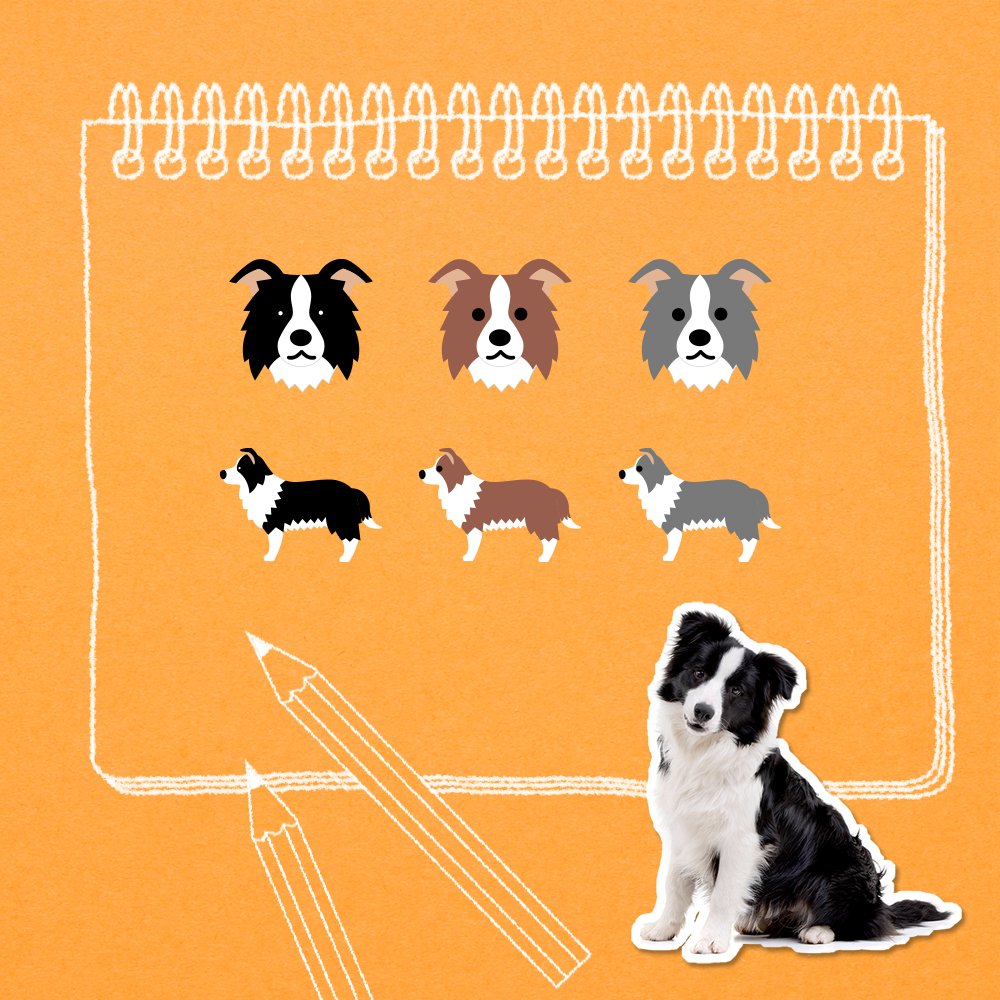 ボーダー コリー Twitter Search Twitter