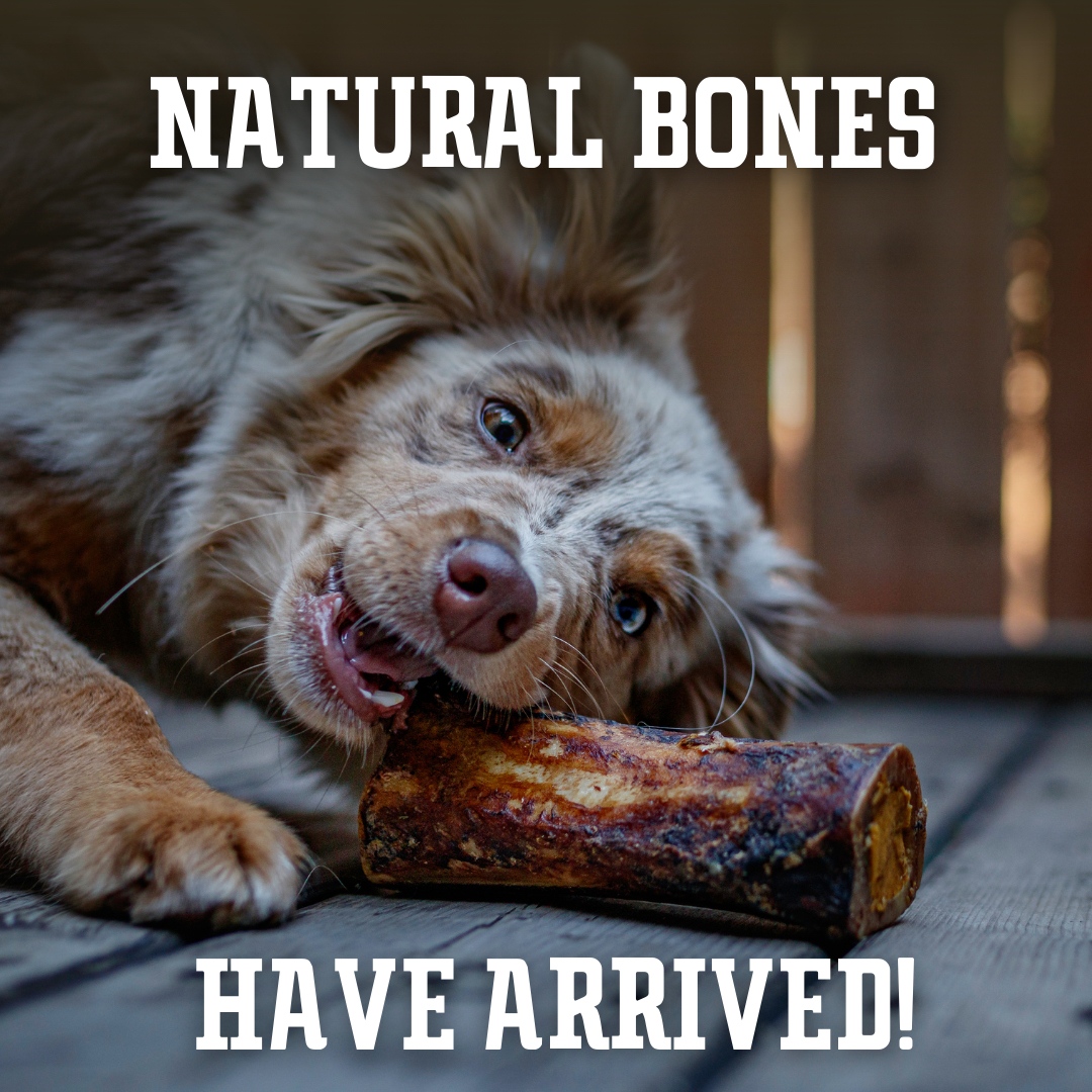 They've arrived! We got some natural bones now available in Canada. Never bleached! 

Each one is stuffed with a different filling for dogs with all preferences! There's 6 flavour options and we're sure you'll find a perfect match. 

*Canada only 
🐶: <a href="/apollotojuniper/">APOLLO & JUNIPER</a>