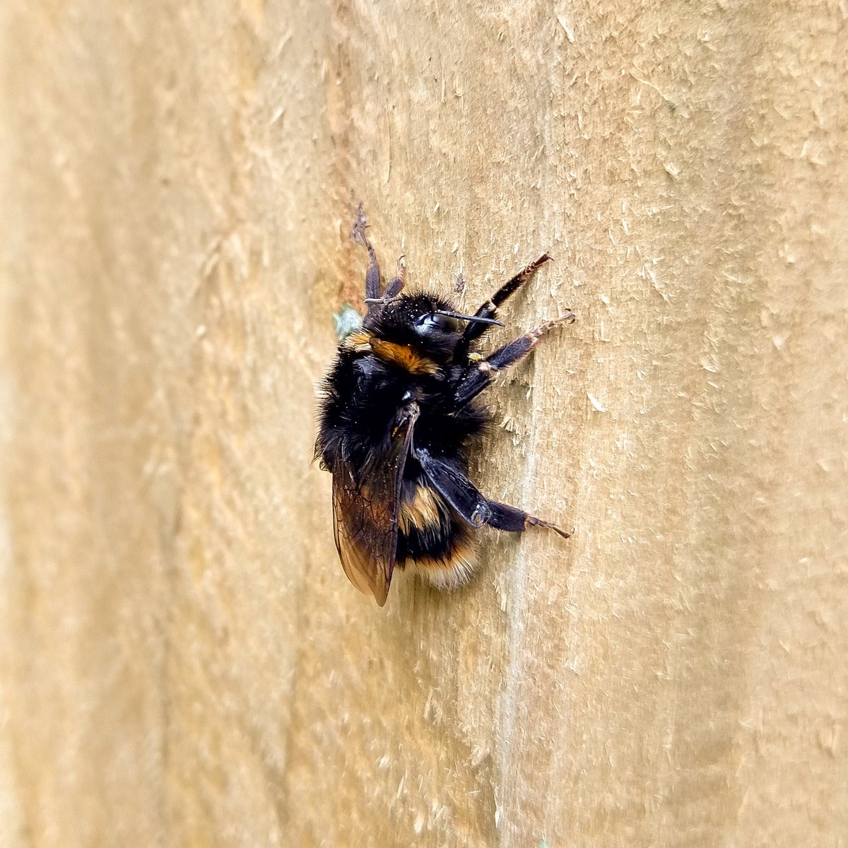 SynBioAlex's tweet photo. Majestic bee in my garden just now https://t.co/34MV2oISbP