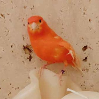 Pedimos colaboración:
Se ha encontrado este canario el jueves, 19 de mayo; se ha colado en una cochera. Está anillado, y parece que tiene un ala rota.
Quien lo haya perdido, que nos escriba. Muchas gracias por compartirlo para que llegue antes a su dueño.