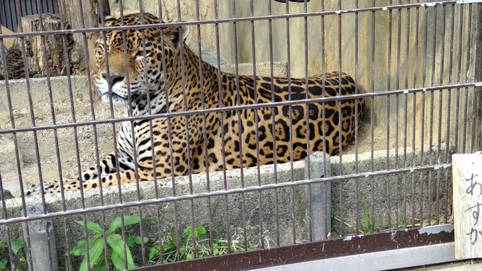 あすかちゃん美しい…✨♥ 