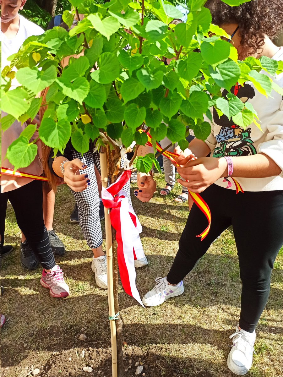 colesanba's tweet photo. Erasmus tree grows from yesterday in Hradec Králové. @sepiegob @andres_ajo1 @beatriztouron @esther_balaguer https://t.co/VZhsNqm4Va