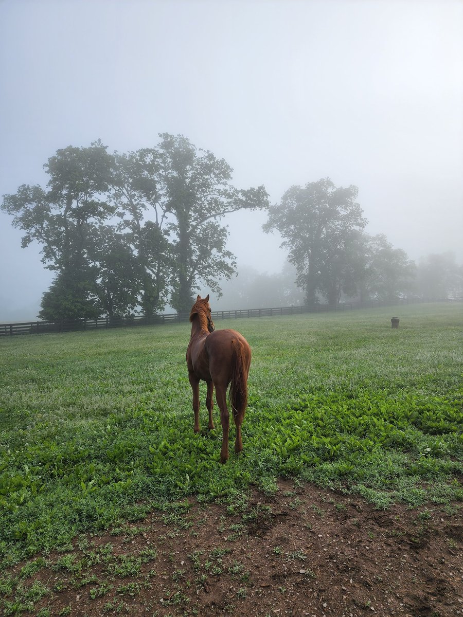 Gulches_'s tweet photo. Fog is the unequivocal champ of beauty  if i must say https://t.co/b3JTlYkjHm