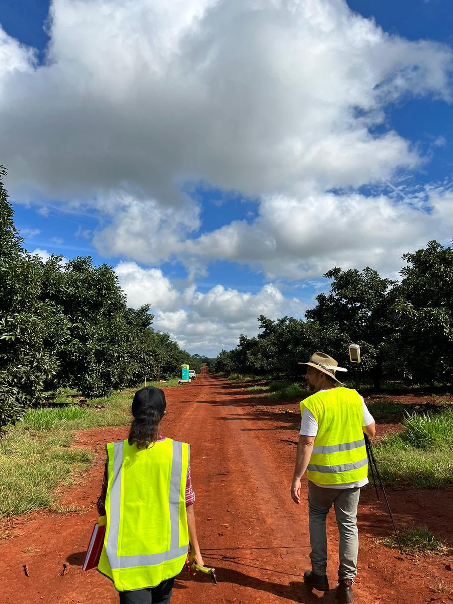 Back on the field. Harvesting avos and hyperspectral imaging the fruits #phdlife #avocados