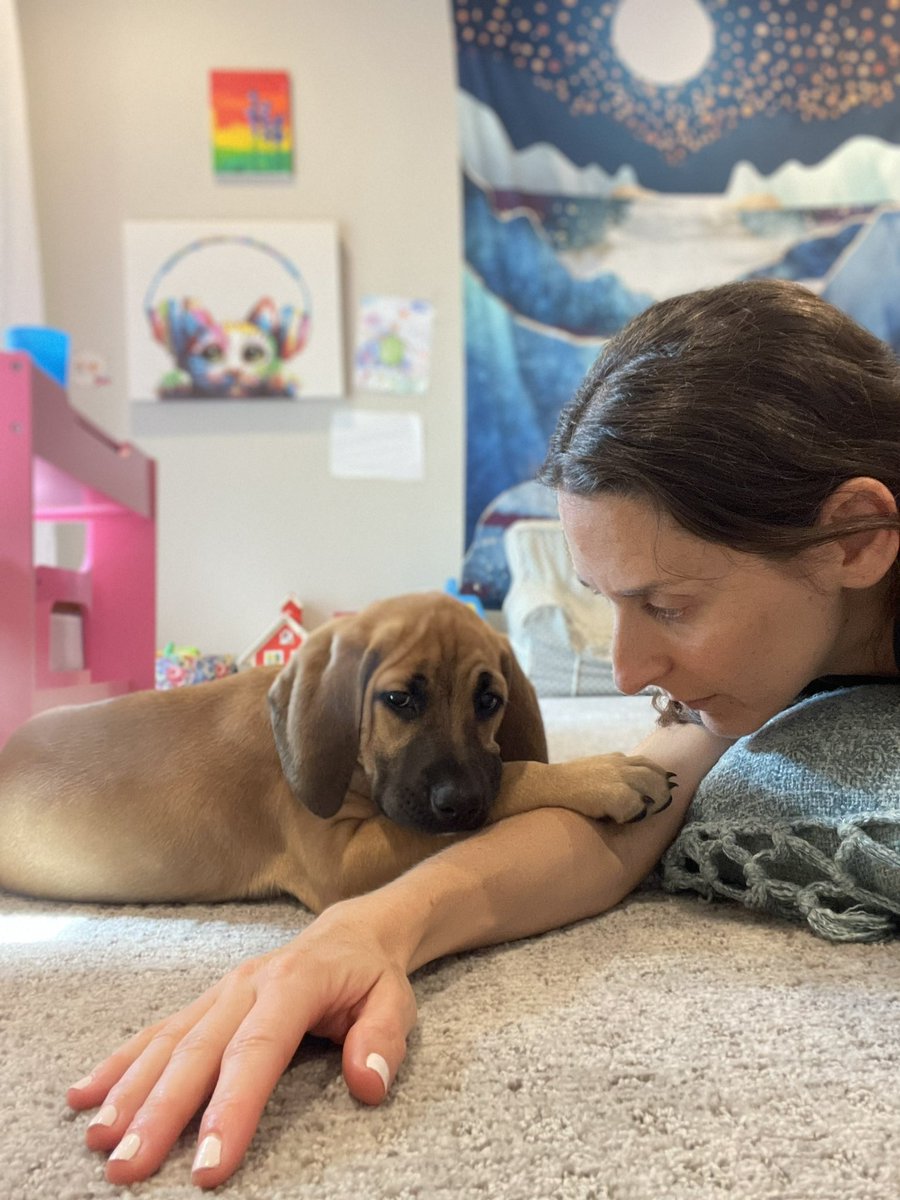 Hold onto your hats, new #foster dog is a puppy. It’s too much cute, help #dogsoftwitter #puppylove #adopt