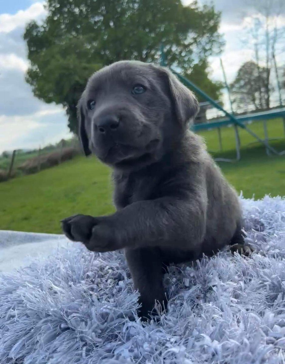 tim_preece's tweet photo. Meet the newest member of the Preece family, welcome Cooper https://t.co/1ql8Gsdasv
