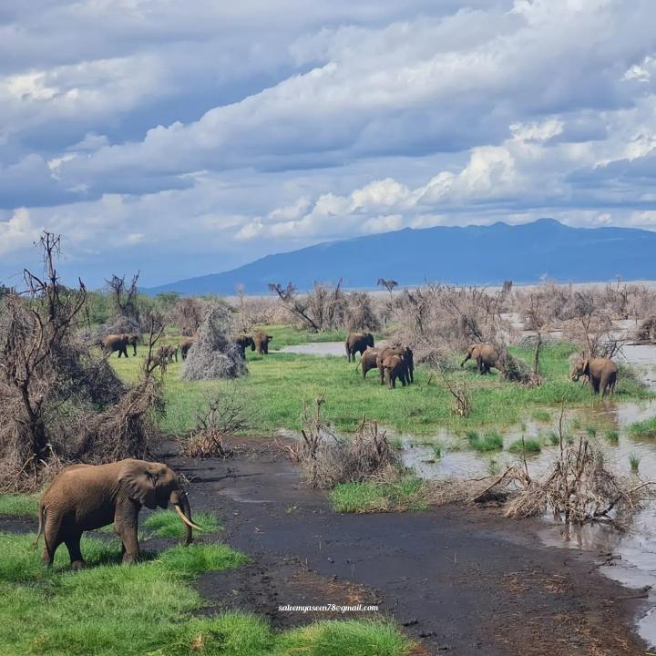Saloom Wildlife Photography (@salum76203784) on Twitter photo 