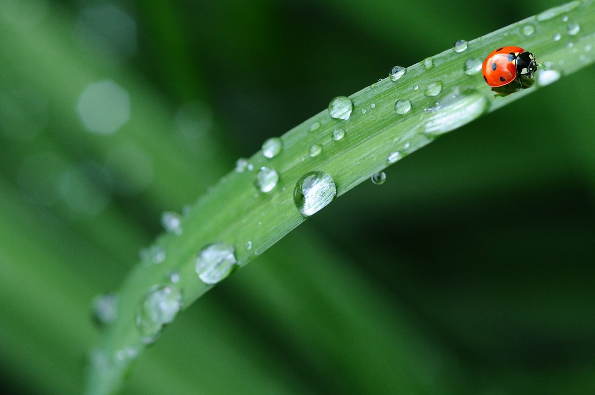 Citrefine_Intl's tweet photo. CASE STUDY: Insect population numbers are declining rapidly. Explore why opting for #InsectRepellents instead of #insecticides can help to protect the environment: 

#Environment #Bugs #Insects #Ecology https://t.co/UQpGylZE3Z