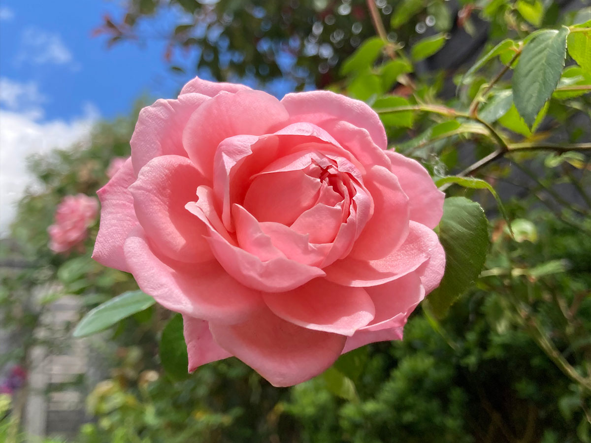 HomeFarmHotel's tweet photo. Some sunny, warm days, a fair bit of rain (and the odd flash of lightning here and there) and the gardens are blooming! Now, shall I change the beds in Room 9 or sit in the garden for a while?🤔
#BeautifulDevon #VisitDevon #SummerIsComing https://t.co/grqHtZYJeS