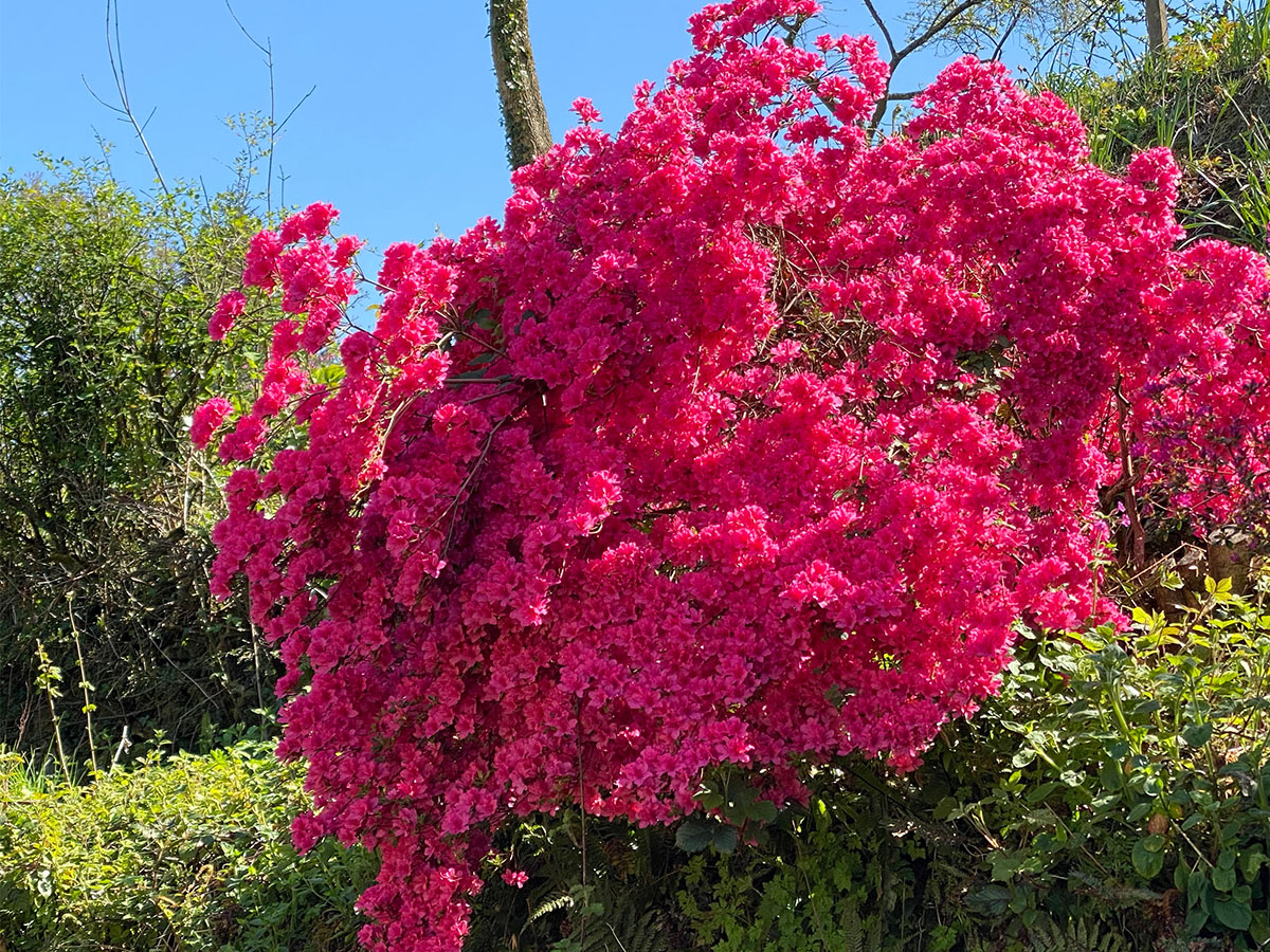 HomeFarmHotel's tweet photo. Some sunny, warm days, a fair bit of rain (and the odd flash of lightning here and there) and the gardens are blooming! Now, shall I change the beds in Room 9 or sit in the garden for a while?🤔
#BeautifulDevon #VisitDevon #SummerIsComing https://t.co/grqHtZYJeS