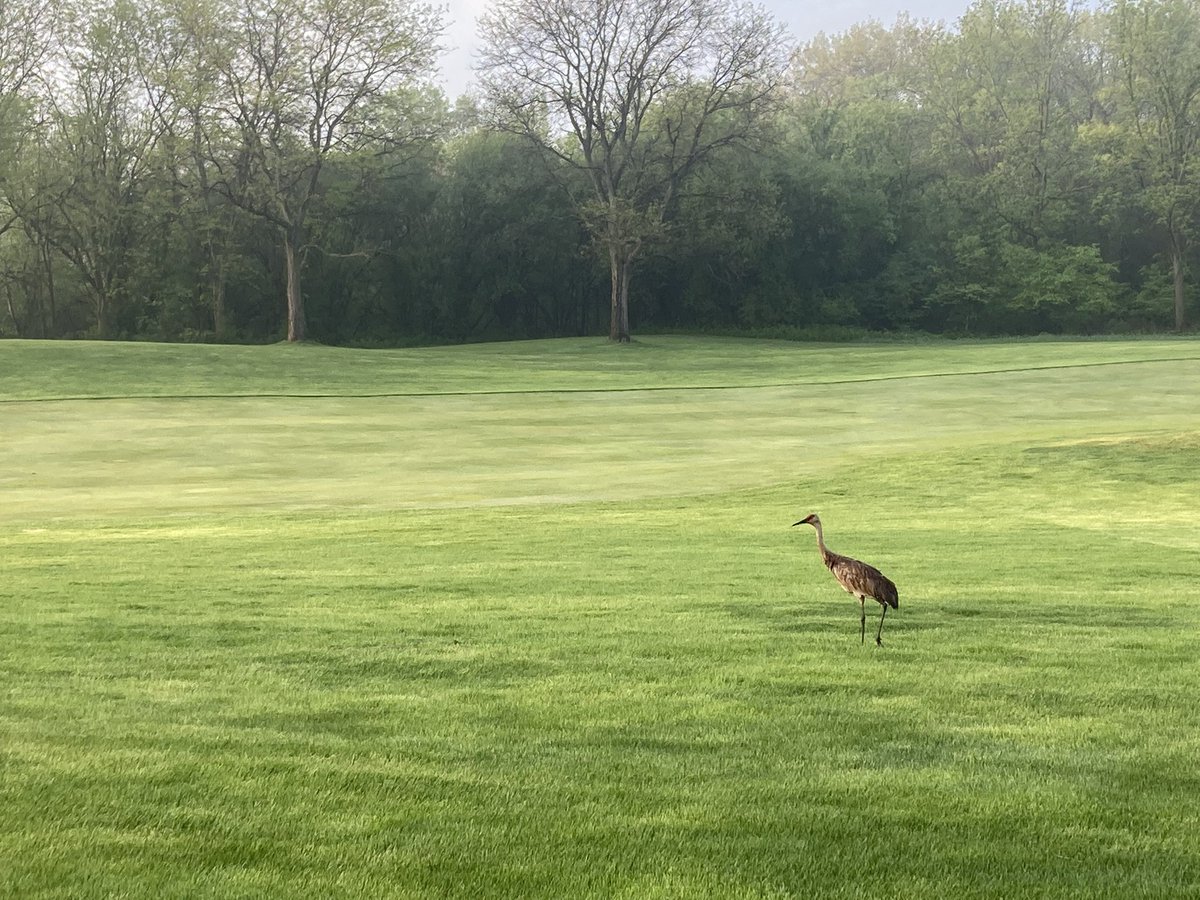 SuperBabe76's tweet image. Another @GLBioenergy fun run in the Grand Geneva safari this morning! #2022ASM