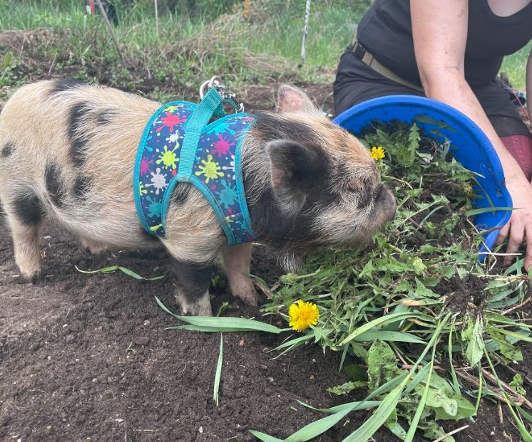 OttawaMorning's tweet image. 9-year old Sebastian Coburn and his 8-month-year old piglet named Beastie Boy will come to your garden and root up your weeds.  @OttawaMorning met up with weed-eating piglet and his family in Wakefield as they clean up a garden.