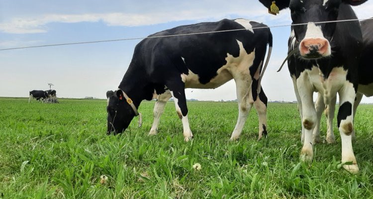 WestraBV's tweet photo. Opendag 🐄🍀
Woensdag 1 juni, open dag Dairy Campus
Alles staat in het teken van #precisielandbouw, #smart #farming en #biodiversiteit

Kom je ook? Schrijf je nu in, zonder kosten. Wij zorgen voor lunch.

https://t.co/Vzuq8rWwzU https://t.co/I80VZZhJzL