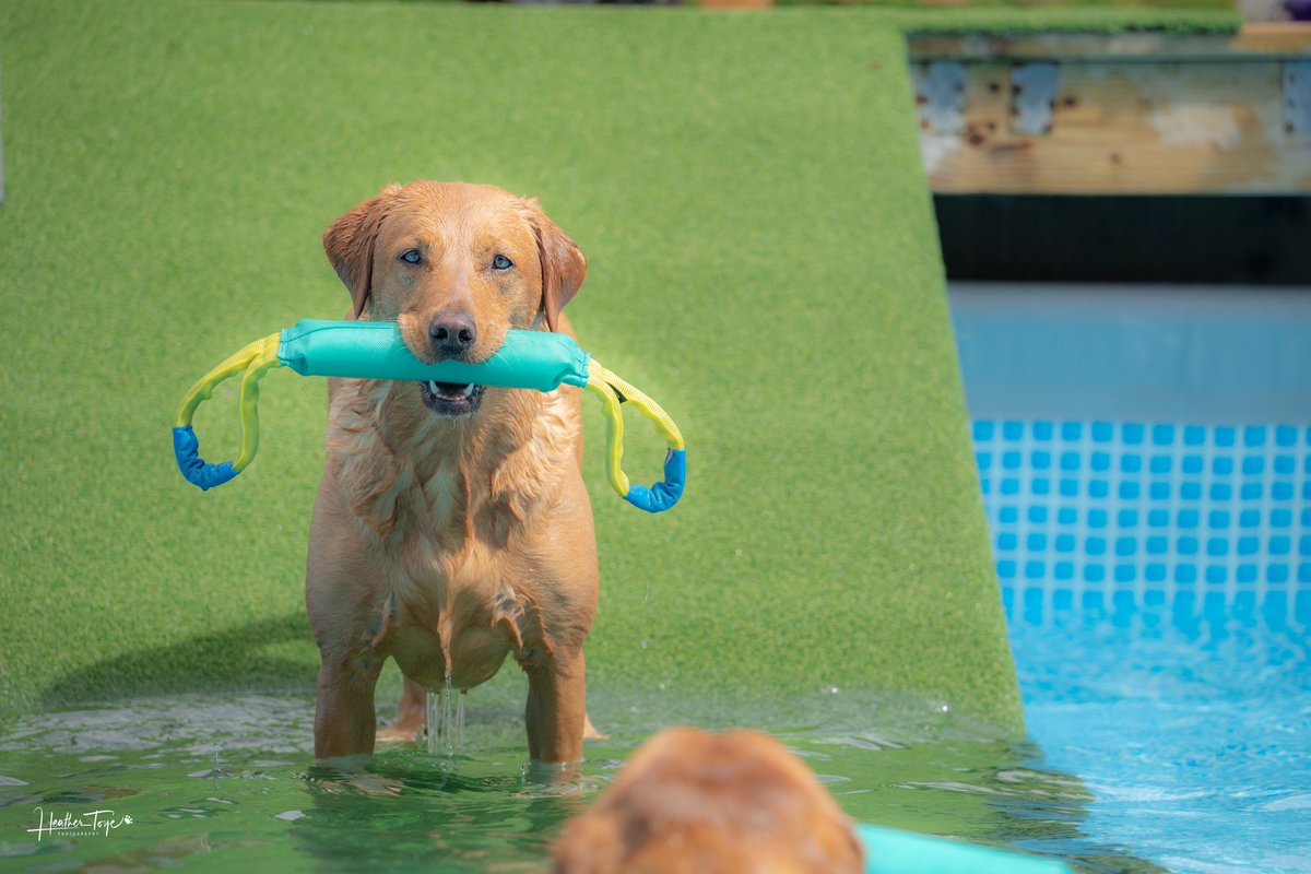 Lushlabs's tweet photo. Splish Splash #swimming #dogs #dogoftheday #labrador  #swimdogs #outdoor #Gloucestershire #ThePhotoHour #summer #photooftheday https://t.co/KQKdaOYGlo
