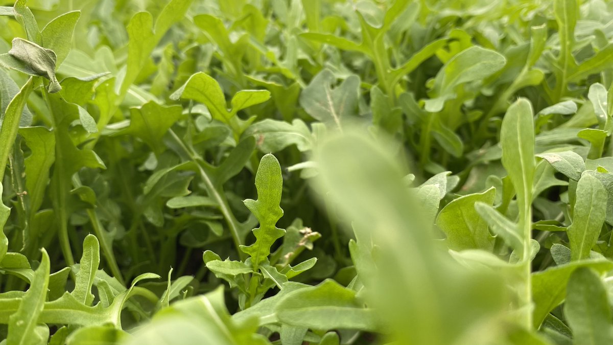 LiveFarmerUK's tweet photo. We're nearing ever closer to the end of our crop booster experiment in Rocket. Stay tuned for the results soon!
Also, if you're interested in holding an experiment on your farm, contact us: sales@livefarmer.co.uk.
#farming #agriculture #farmmanagementsoftware #farminguk https://t.co/PEmwThS1Fe