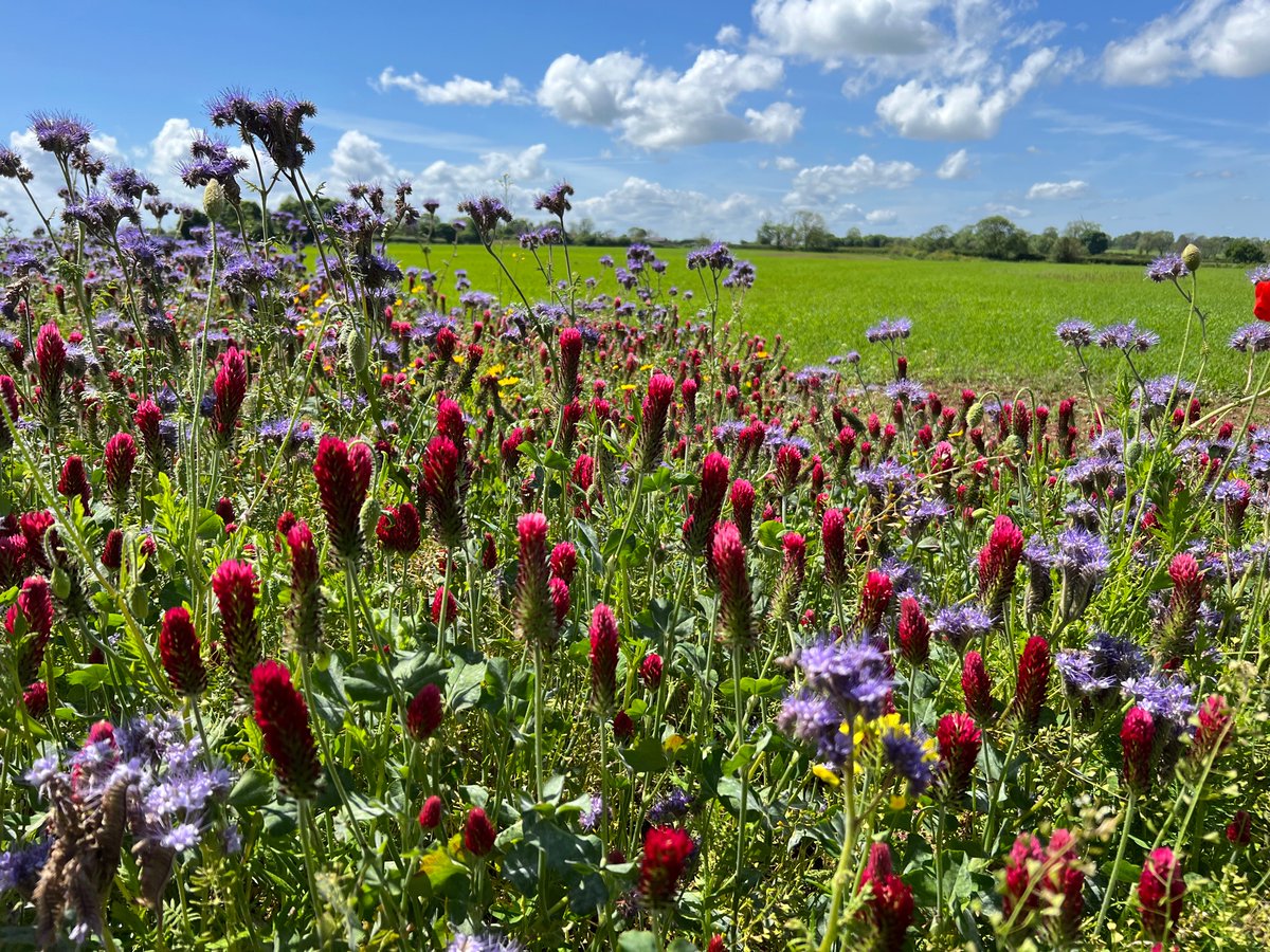 Autumn cover crop left to flower, looking pretty good in the sun…