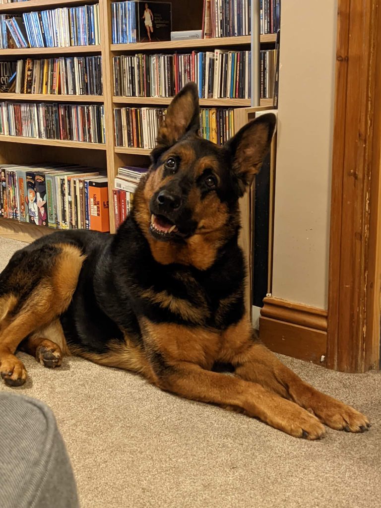 Animal Adoptions UK πβπ¦Ίππβ€οΈ (@adoptionsuk) on Twitter photo Please retweet to help Bear find a home #CARDIFF #WALES π΄σ §σ ’σ ·σ ¬σ ³σ Ώ
Affectionate German Shepherd aged 8, looking for an experienced adult home. He could possibly live with a calm female dog. Described as 'A Dream Of A Dog' .
DETAILS or APPLY
cardiffdogshome.co.uk/2021/12/bear/
#dogs #pets #animals Please retweet to help Bear find a home #CARDIFF #WALES π΄σ §σ ’σ ·σ ¬σ ³σ Ώ
Affectionate German Shepherd aged 8, looking for an experienced adult home. He could possibly live with a calm female dog. Described as 'A Dream Of A Dog' .
DETAILS or APPLY
cardiffdogshome.co.uk/2021/12/bear/
#dogs #pets #animals