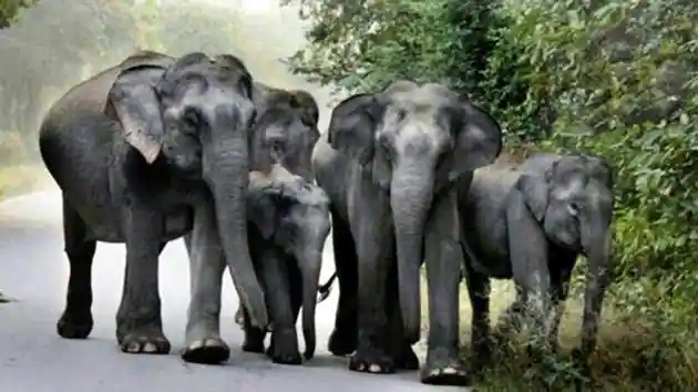 nahluwalia20's tweet photo. Mining in 2000 hectares of Hasdeo will lead to:
1)Axing of 450,000 old growth trees in a biodiversity rich area
2)Displacing 1000s of tribals who have lived in sync with nature for eons
3)Increasing man-elephant conflict
4)Accelerating #ClimateCrisis 
#SaveHasdeo #IndiaWithHasdeo https://t.co/IkRg1UJdkM