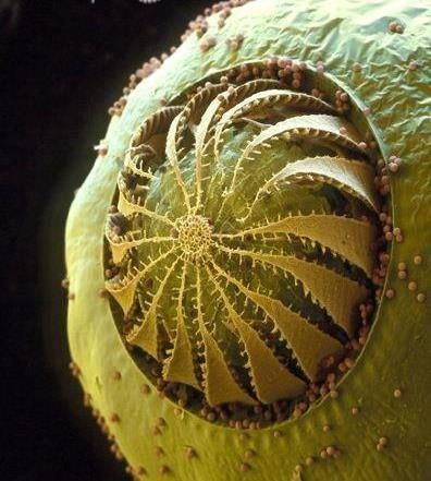 twistopherrobin's tweet photo. #Photography #Colored #ScanningElectronMicrograph or SEM #Moss #Spore https://t.co/a5DLc5mSao