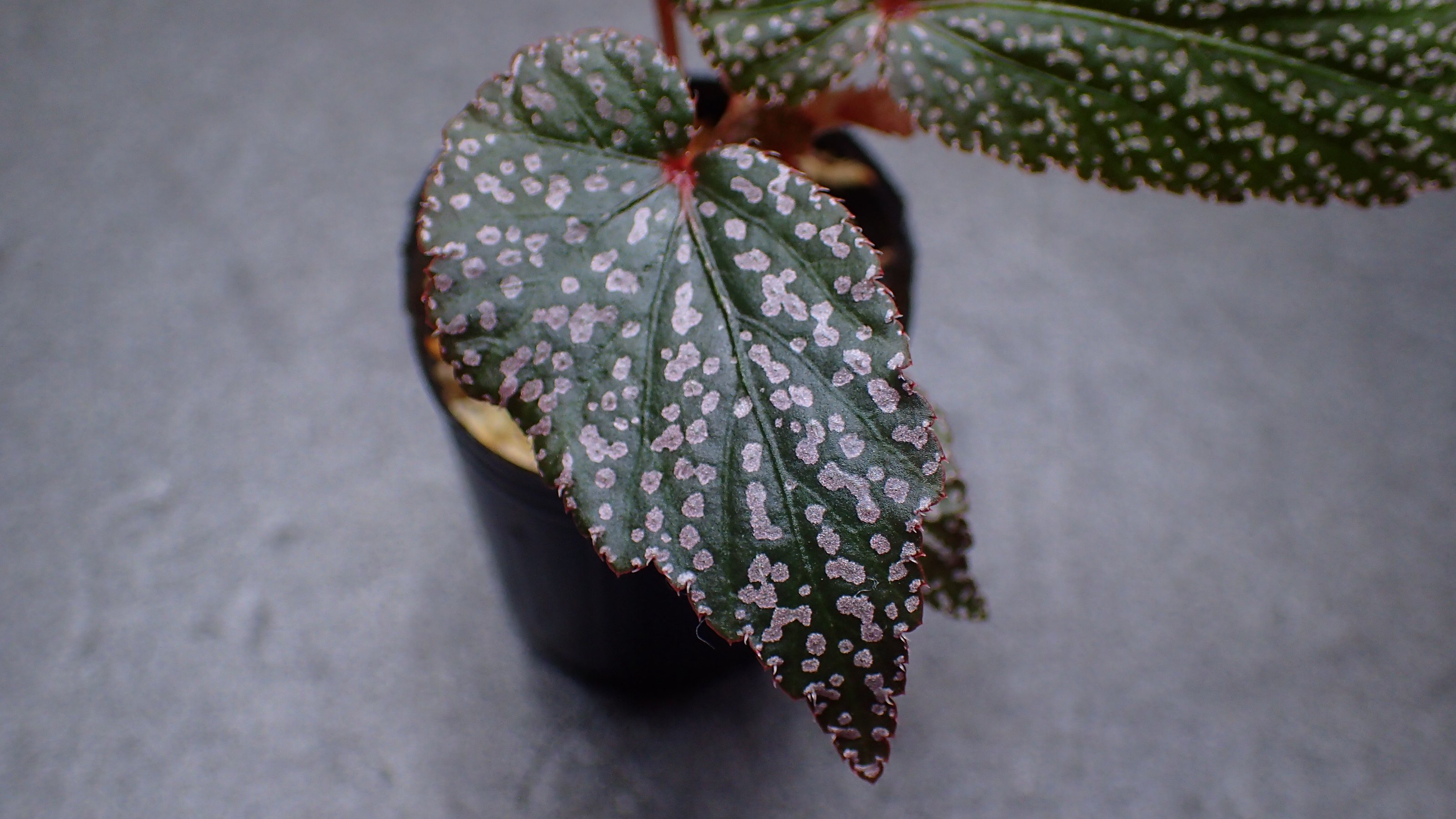 Feel Plants ベゴニア 熱帯植物 Begonia Sp Halmahera Begonia Sp Kayulapis Begonia Sp Julau Begonia Sp Sumatera Utala Begonia Sp Sumpur Begonia Sp Malaysia Begonia Sp Brazil Begonia Sp Andaman Begonia U400