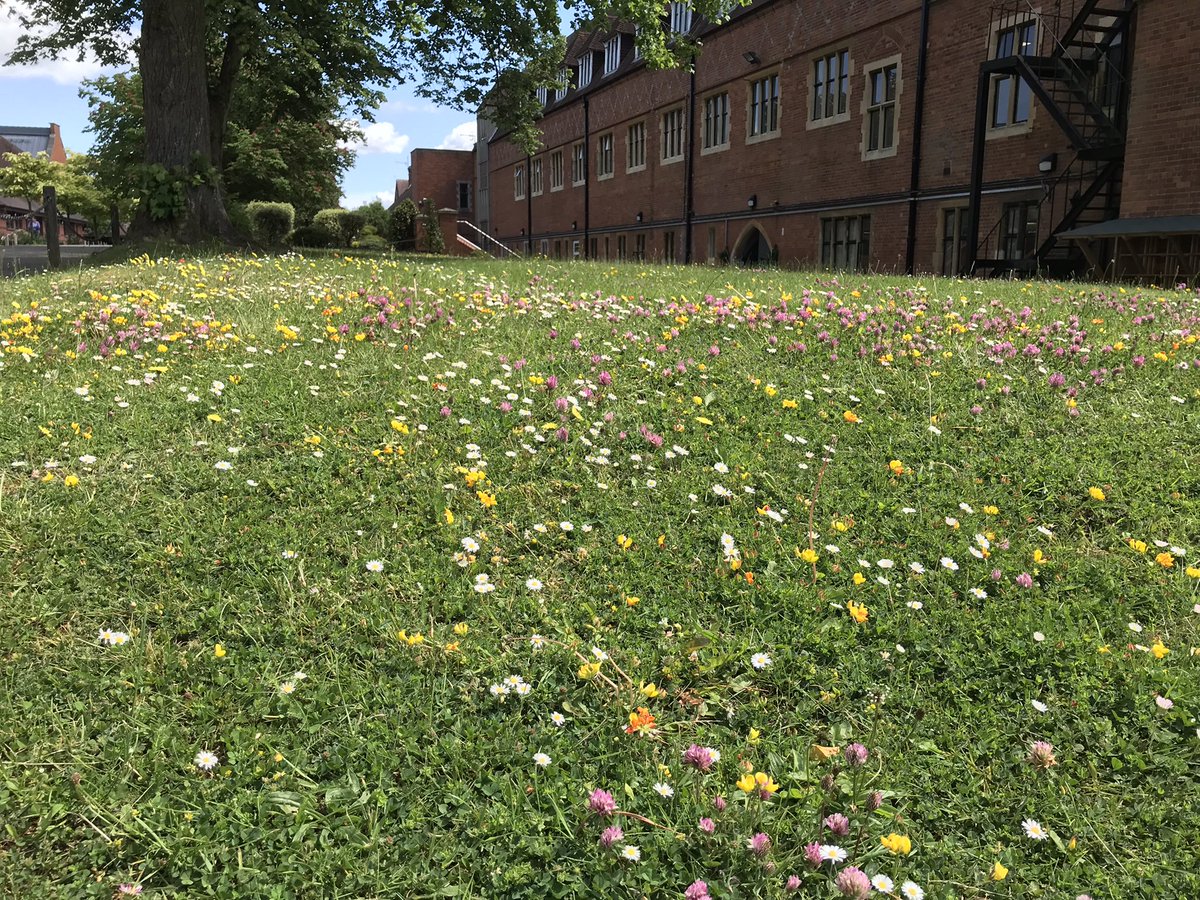 CranleighEco's tweet photo. A work in progress but some gorgeous bits to our #nonowmay and spring wildflowers. Thanks to our lovely grounds staff for their hard work. @cranleighschool @UKSchoolsSusty @surreyeco @CranleighPrep Let’s leave even more wild for 2023. https://t.co/FJQz6xOVqL