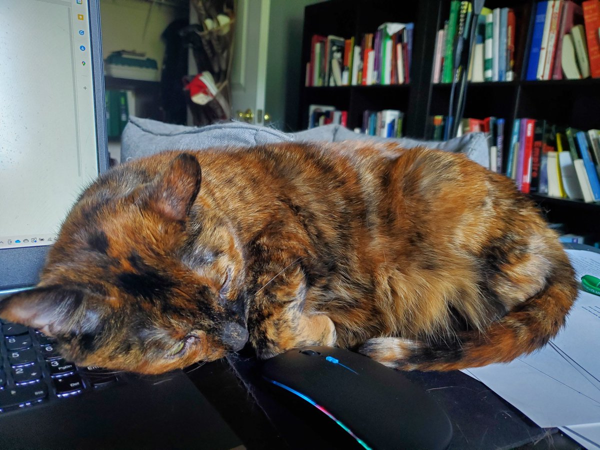 CatMomSays's tweet image. There is a cat bed RIGHT BEHIND YOU. #HelpfulKitten #StillMyKitten #KittyTA #CatsAndComputers #CatMom #CatMomSays #CatsOfTwitter #CatsOnTwitter #Cats #Cat