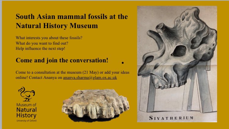 GLAM Community Engagement (@glamoutreach) on Twitter photo South Asian mammal fossils. What should /could a museum be researching? Have your say! Tomorrow at Museum of Natural History, Oxford 10.30-12. <a href="/morethanadodo/">Oxford University Museum of Natural History</a> South Asian mammal fossils. What should /could a museum be researching? Have your say! Tomorrow at Museum of Natural History, Oxford 10.30-12. <a href="/morethanadodo/">Oxford University Museum of Natural History</a>
