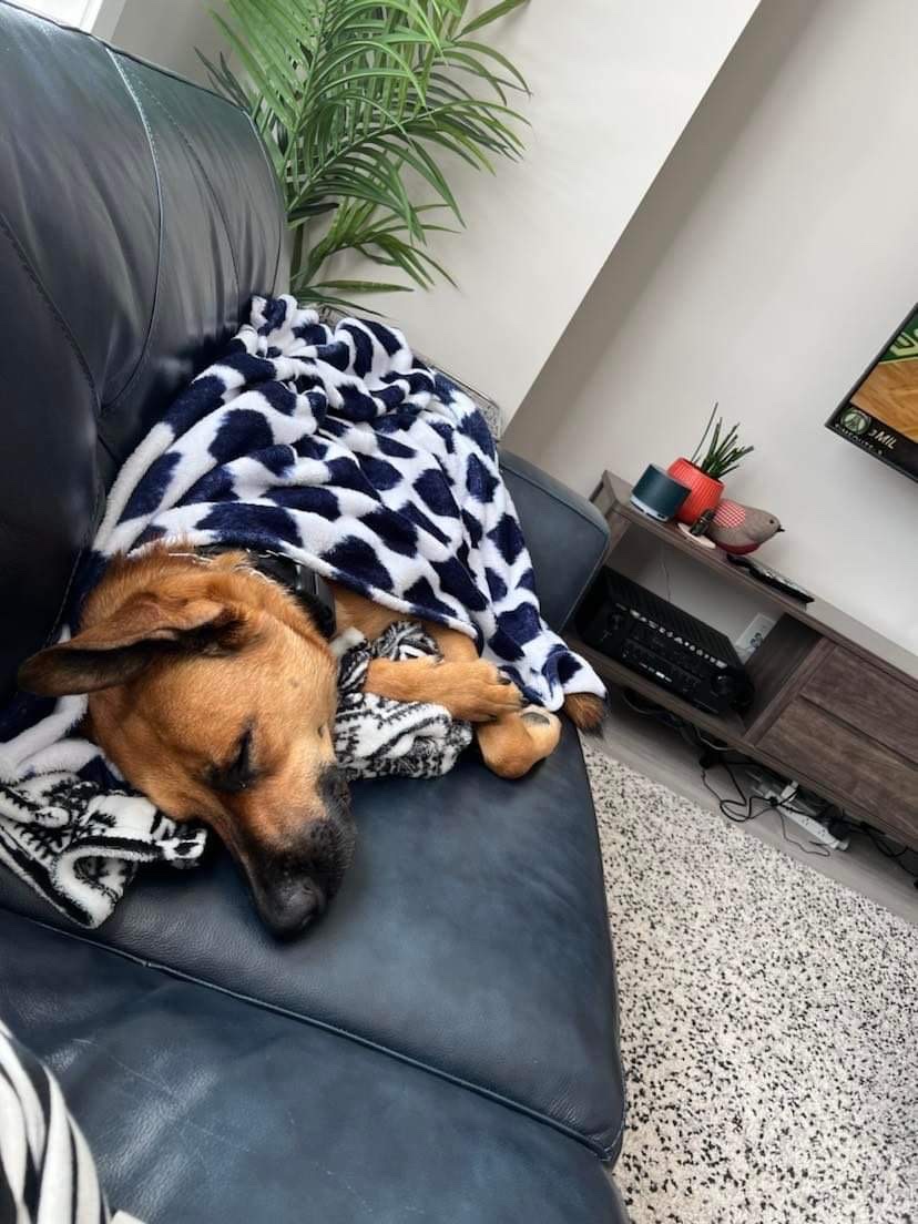 Cairo my boarding had so much fun snuggles exercise with us he is now at home passed out snoring! Lol lol