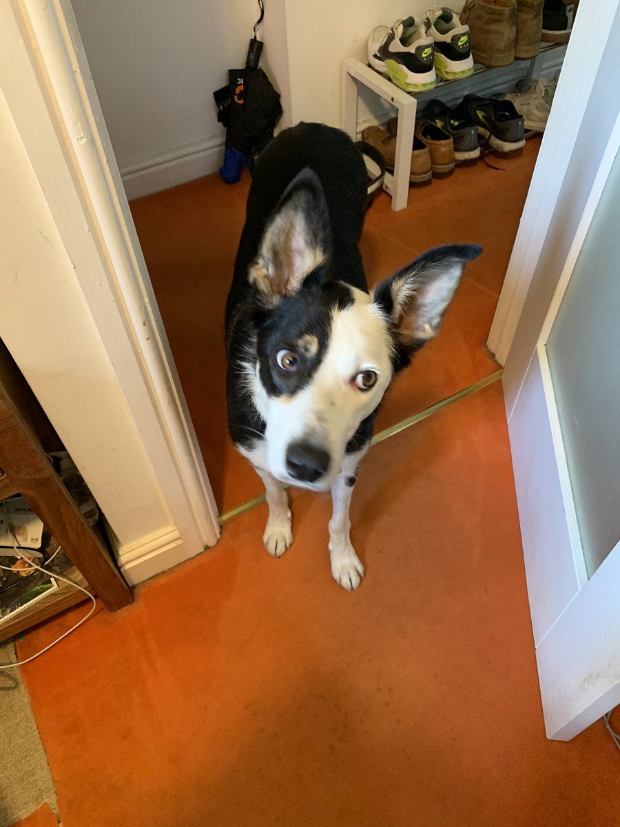 Joshoeewa's tweet photo. @charli_xcx we’re ecstatic to see you tonight. Rexy wasn’t so happy when I said he couldn’t come after listening to you for months. He’s been giving me the side eye ever since i told him 😭 https://t.co/UiFM40YtgP