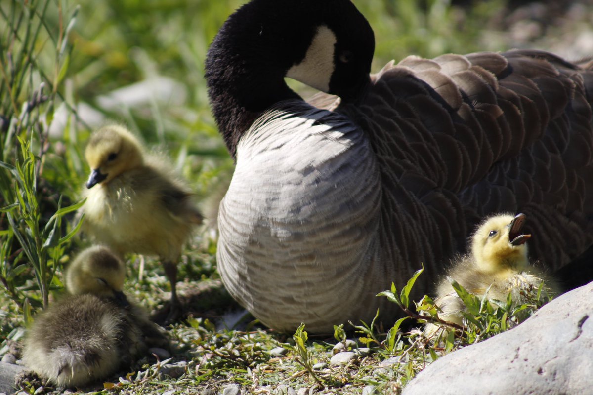 The moods of Goslings