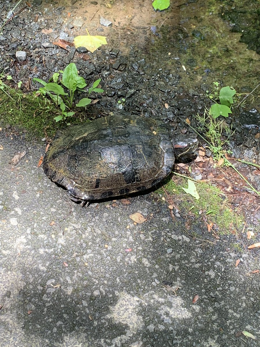 Brad Keelor (@brad_keelor) on Twitter photo Lotsa action on the Cross-County Trail this afternoon. This guy was near the Eakin Park trailhead and is about 12” long. <a href="/fairfaxparks/">Fairfax County Parks</a> Lotsa action on the Cross-County Trail this afternoon. This guy was near the Eakin Park trailhead and is about 12” long. <a href="/fairfaxparks/">Fairfax County Parks</a>