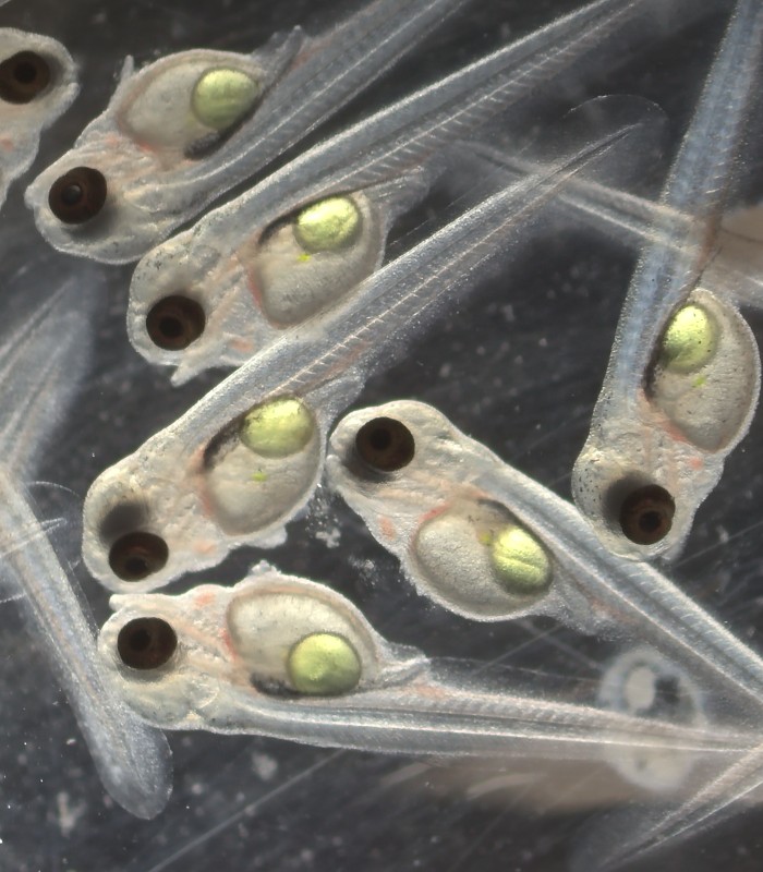 OSU Aquatic Ecology Laboratory tweet media