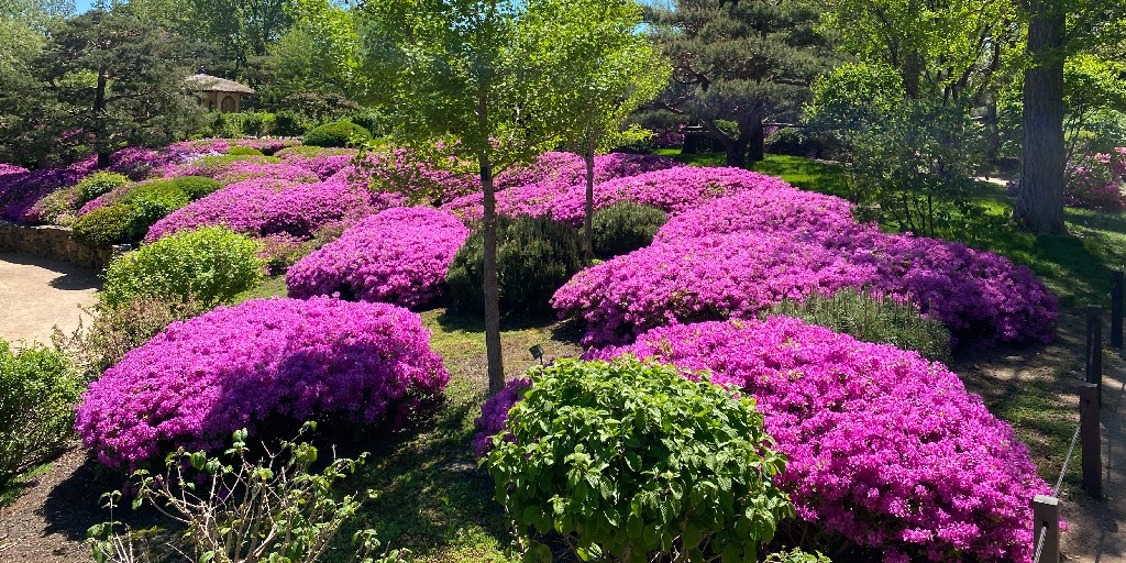 chicagobotanic's tweet photo. Stop by the Malott Japanese Garden this week to enjoy #azaleas in bloom. The arrival of the vibrant rose to lilac-lavender flowers of this shrub is a sign that spring is at its peak. #springshowtime https://t.co/XcLaNDDRCW