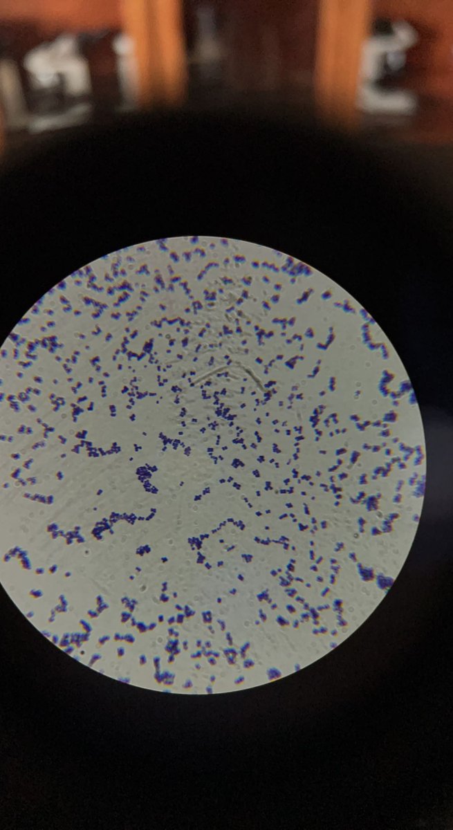 Rklick14's tweet photo. MI students conducting experiments on biofeedback and PBS identifying bacteria through gram staining. #stressless #gramstaining @PLTWorg @SHS_HealthSci @ShakopeeSchools https://t.co/dOP1e5Pxla