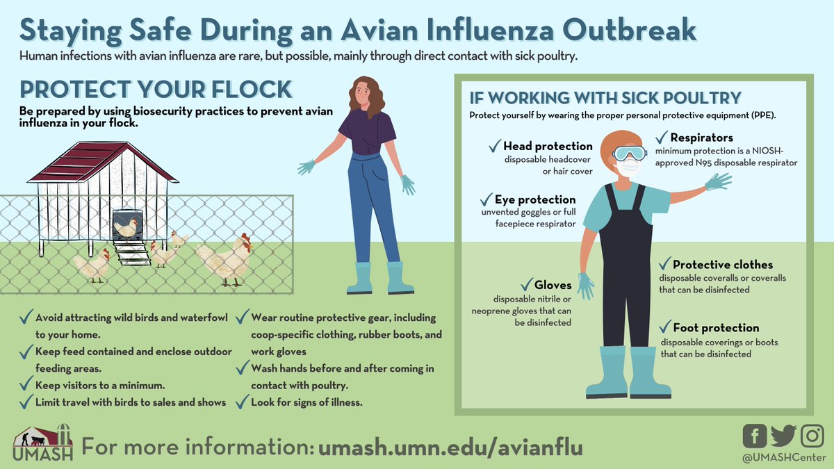 UMASHcenter's tweet photo. Protect yourself and your #smallflock from #AvianFlu.
Human infections with #AvianInfluenza are rare, but possible, mainly through direct contact with sick poultry. That's why it's critical to use PPE when working with sick birds.

Find PPE guidelines at:
https://t.co/hFs3R98iWz https://t.co/6RQS7a4Msp