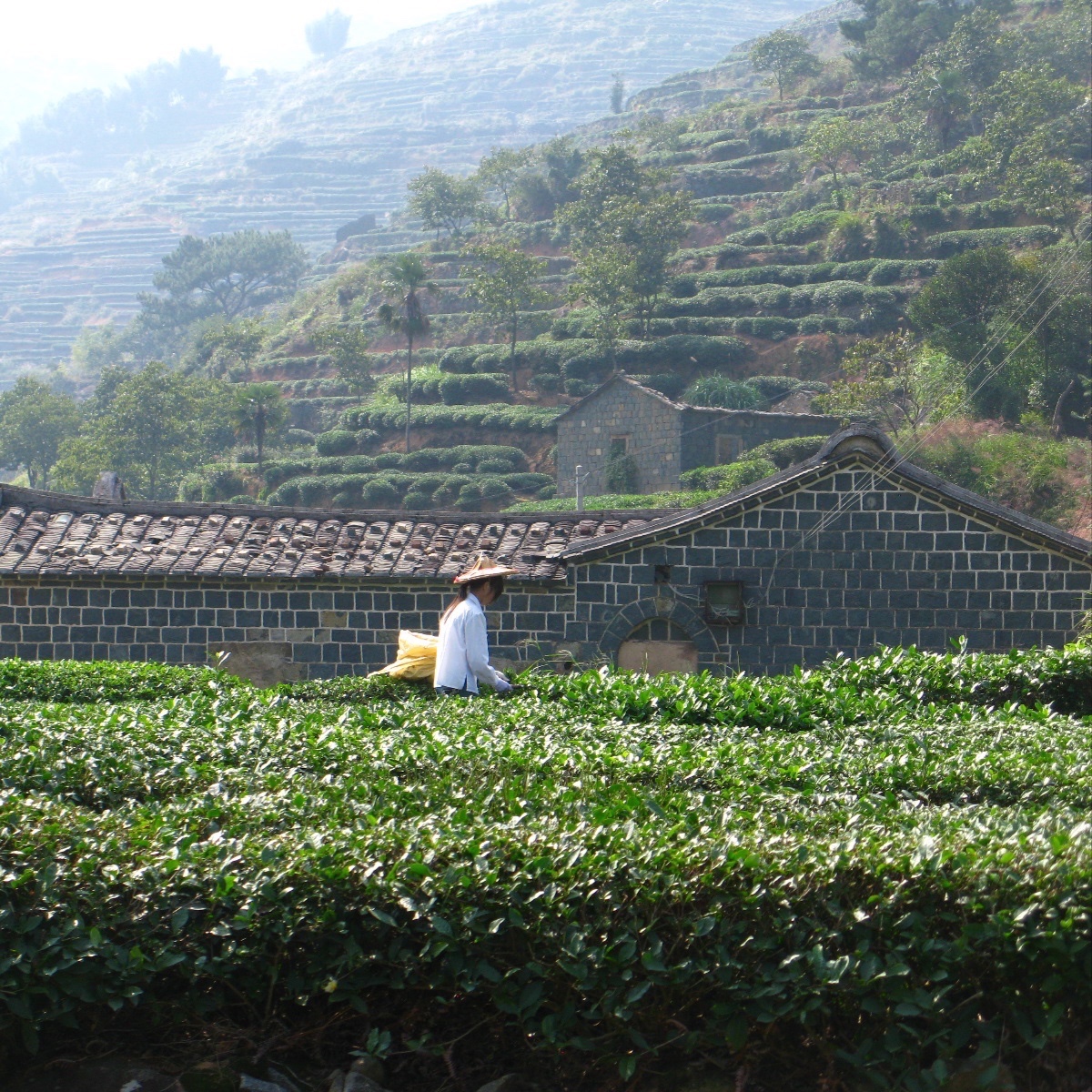 Teance's tweet photo. International Tea Day is May 21. 

#TeanceFineTeas #TeaForAll #InternationalTeaDay #TeaDay https://t.co/BsOY7Oo8lL