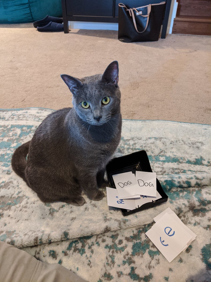 DogsBONDgame's tweet photo. For #Catworlddominationday I wanted to share a photo of a playtester - Nargle - who demanded to be in the prototype box with the earliest version of Dogs BOND. 
#TakeYourCatToWorkDay
#CatWorldDominationDay https://t.co/XhrHuUn5Ot
