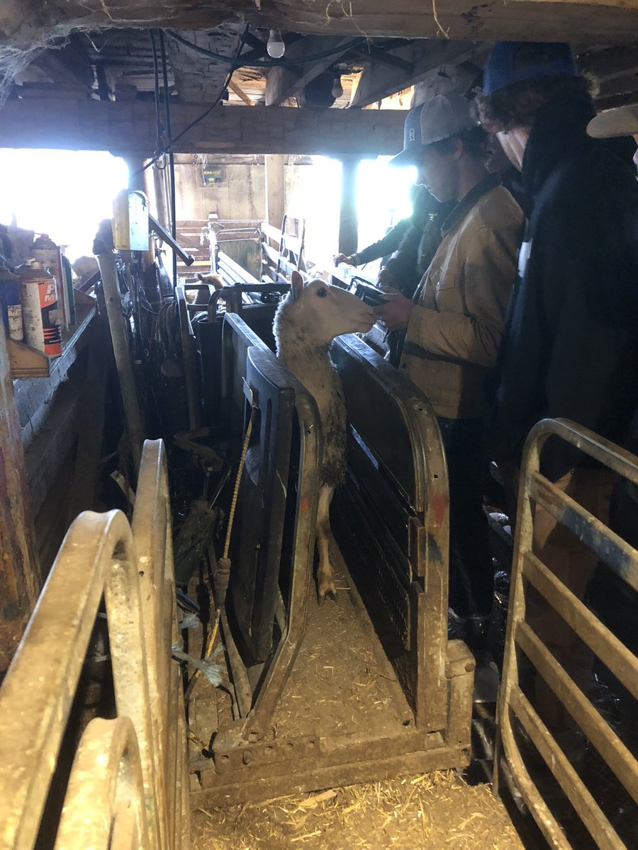 Great Field-trip to Elmcrest Farms. Thanks Vince and Heather Stutzki. 900 ewes. 2000 lambs per year. Lots of hard work! Ultra sounding ewes also.