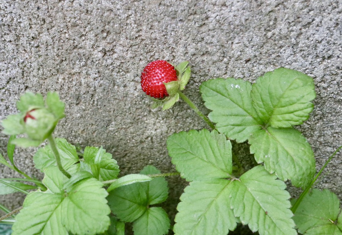 日月 Sunmoon7thbws Twitter