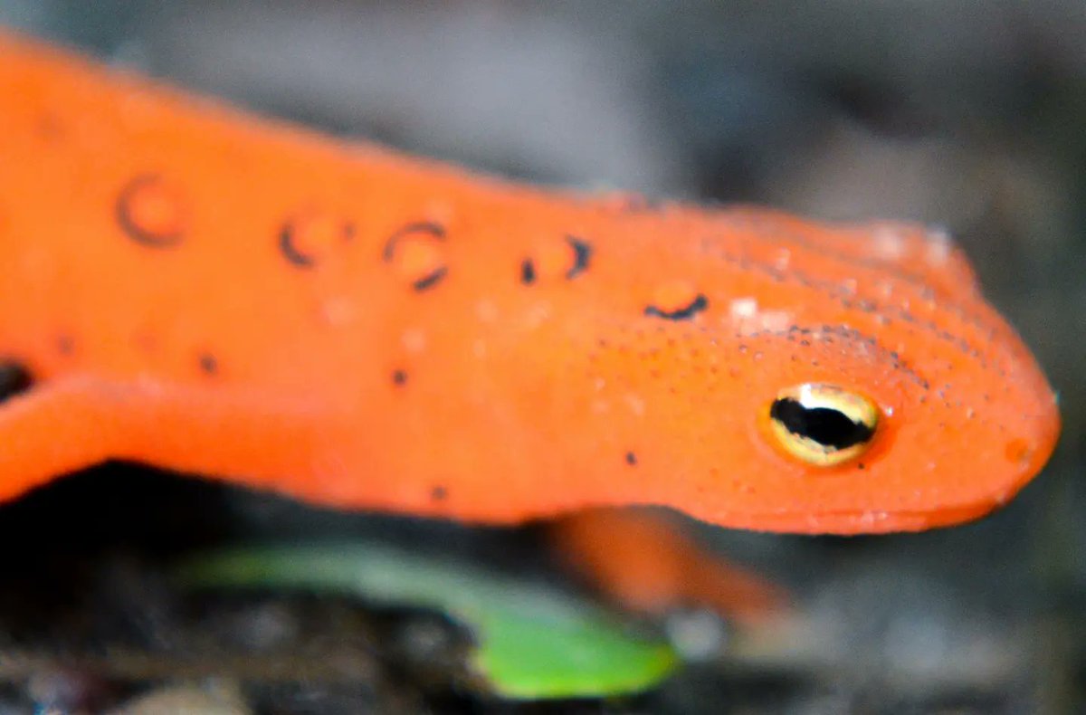 anniadventures's tweet photo. #macro #nikonmacro #macromonday #easternspottednewt #redeft #newt #newsts #amphibia #amphibians #easternnewt  #anphibianphotography #forestfloor #macrowildlife #macrophotography #virginfalls #exploretocreate #naturephotography #wildlifephotography #nikonphotography #nikonphoto https://t.co/gMIrQt7lMC