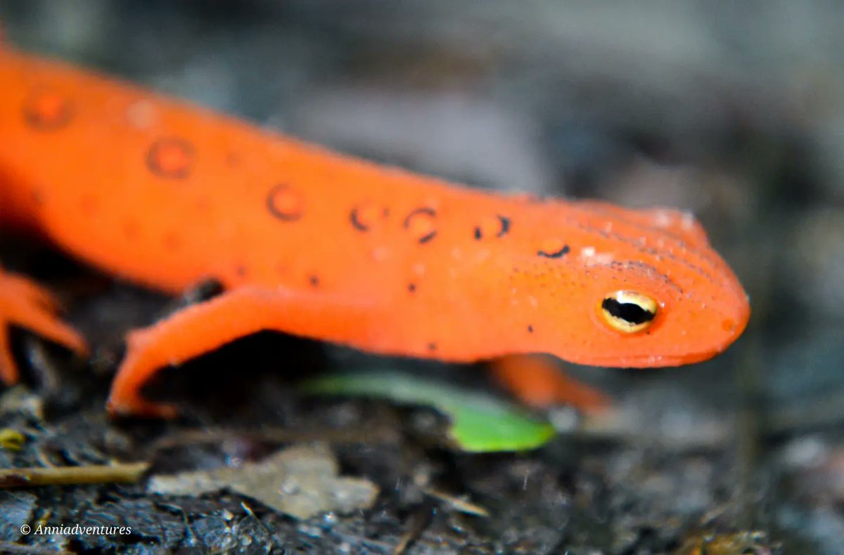 anniadventures's tweet photo. #macro #nikonmacro #macromonday #easternspottednewt #redeft #newt #newsts #amphibia #amphibians #easternnewt  #anphibianphotography #forestfloor #macrowildlife #macrophotography #virginfalls #exploretocreate #naturephotography #wildlifephotography #nikonphotography #nikonphoto https://t.co/gMIrQt7lMC