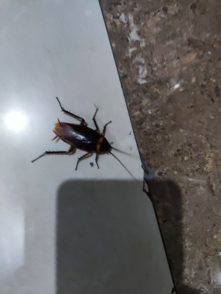 卫斯理 tweet media