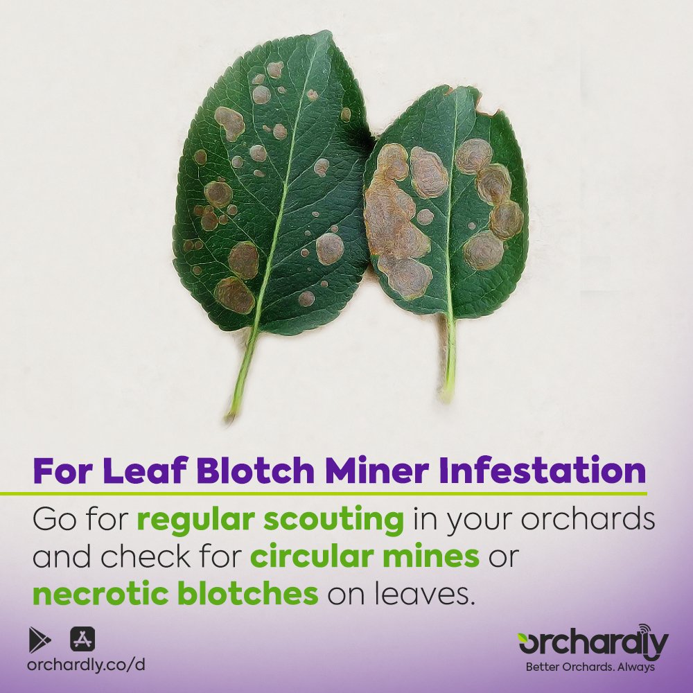 OrchardlyApp's tweet photo. As Leaf Blotch Miner infestation is at peak in some areas, it is advised to go for regular scouting of your orchards and check for circular mines or necrotic blotches on the leaves. Follow orchard sanitation measures by removing weeds/grasses in and around the orchard. 

1/2 https://t.co/XBSEq0xlE3