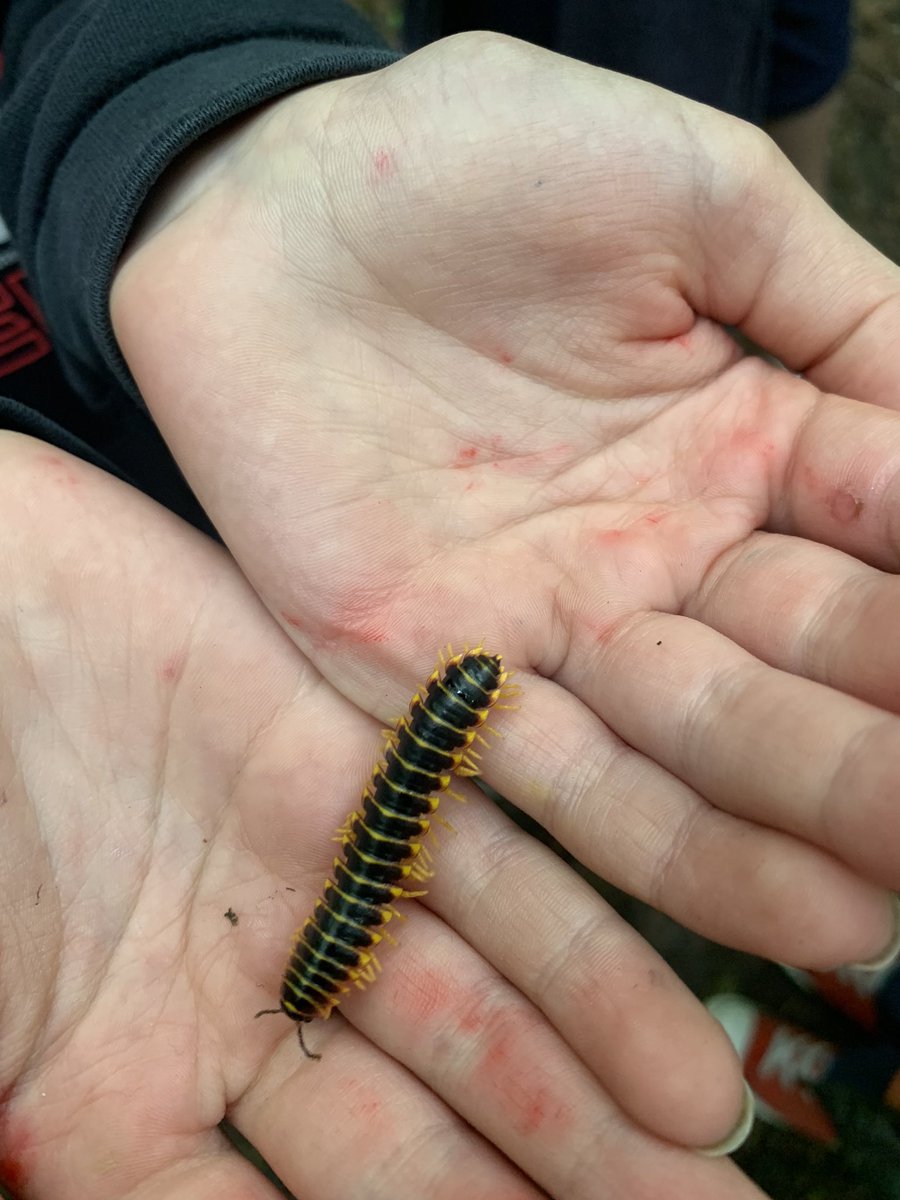 erprls's tweet photo. Cherry centipede https://t.co/ksfJzUZ7oU
